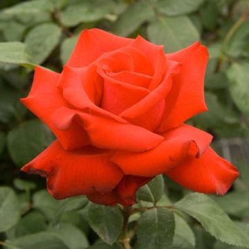 Rosier à Grande Fleurs Grande Amore