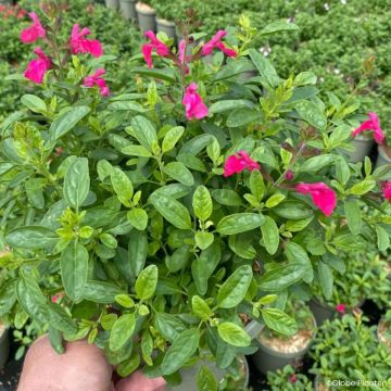Sauge arbustive - Salvia greggii Mirage Violet