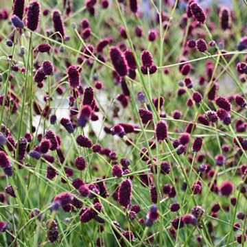 Sanguisorba hakusanensis - Pimprenelle