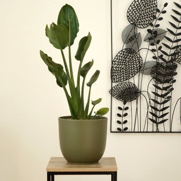 Strelitzia reginae - Oiseau de Paradis