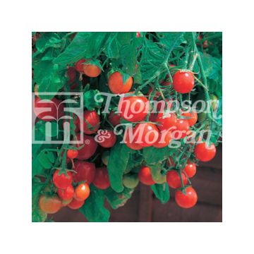 Tomate Tumbling Tom Red - Tomate-cerise