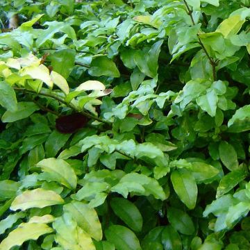 Troène de Californie Lemon Lime - Ligustrum ovalifolium 