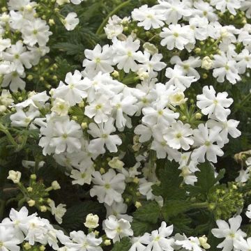 Verveine Virgo White