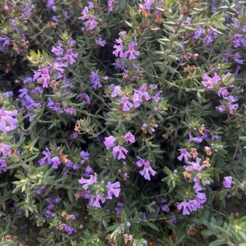 Westringia fruticosa Mundi