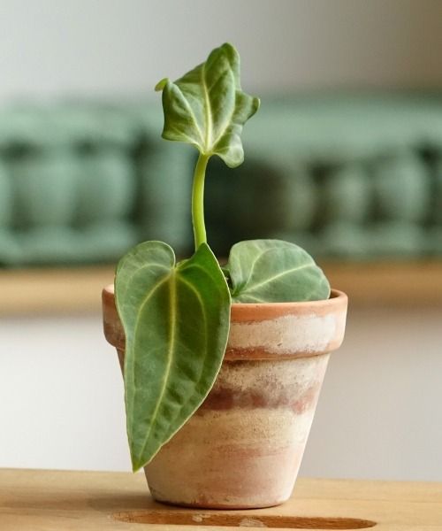 Toutes nos plantes d'intérieur en format mini