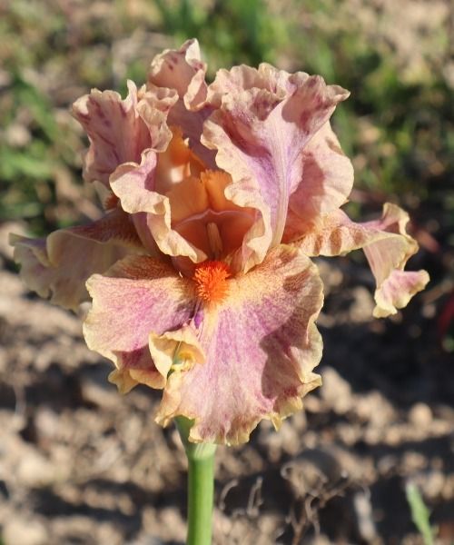 Craquez pour nos iris jusqu’à -30% !
