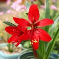 Amaryllis et Crinum (Crinoles)