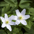 Anémones des bois - Anemone nemorosa