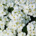 Arabis - Arabettes