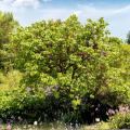 Arbres de Judée - Cercis siliquastrum 