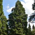 Arbres en promotion