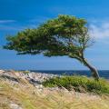 Arbres résistants au vent