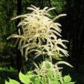 Aruncus - Barbe-de-bouc