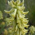Astragalus - Astragales