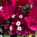 Bougainvillea - Bougainvilliers