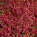 Bruyères à fleurs rouges