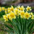 Bulbes de printemps à fleurs jaunes