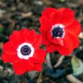 Bulbes de printemps à fleurs rouges