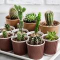 Cactées et succulentes d'intérieur