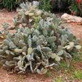 Cactus et plantes grasses résistants au froid