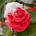 Camélias d'hiver