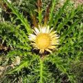 Carlina - Carlines