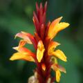 Cautleya - Gingembres de l'Himalaya
