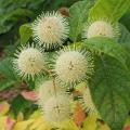 Cephalanthus - Bois-bouton
