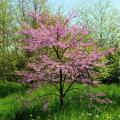 Gainiers du Canada - Cercis canadensis 