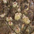 Chimonanthus - Chimonanthes