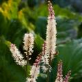 Cimicifuga, Actaea - Cierges d'argent