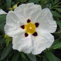 Cistus - Cistes