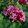 Clerodendrum - Clérodendrons