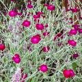 Coquelourdes - Lychnis coronaria