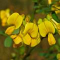 Coronilla - Coronilles