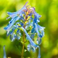 Corydalis - Corydales
