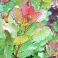 Cotinus - Arbres-aux-perruques