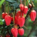 Crinodendron - Arbres aux lanternes