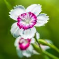 Graines d’Oeillets - Dianthus