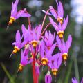 Dodecatheon - Gyroselles