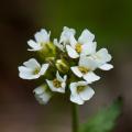 Draba - Draves