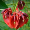 Erythrina - Erythrines