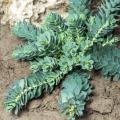 Euphorbes pour terrain sec