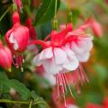 Fuchsias