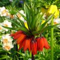 Fritillaires - Fritillaria