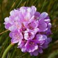 Armeria - Gazons d'Espagne