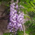Glycines de Chine - Wisteria sinensis
