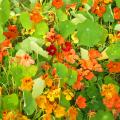 Graines de Capucines - Tropaeolum