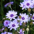 Graines de Cupidones - Catananche
