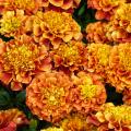 Graines de Roses d'Inde - Tagetes